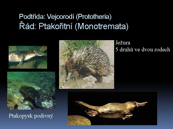 Podtřída: Vejcorodí (Prototheria) Řád: Ptakořitní (Monotremata) Ježura 5 druhů ve dvou rodech Ptakopysk podivný