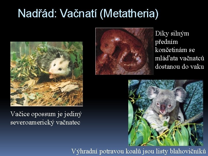 Nadřád: Vačnatí (Metatheria) Díky silným předním končetinám se mláďata vačnatců dostanou do vaku Vačice