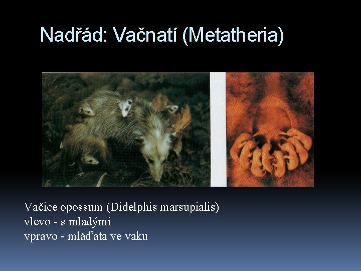 Nadřád: Vačnatí (Metatheria) Vačice opossum (Didelphis marsupialis) vlevo - s mladými vpravo - mláďata