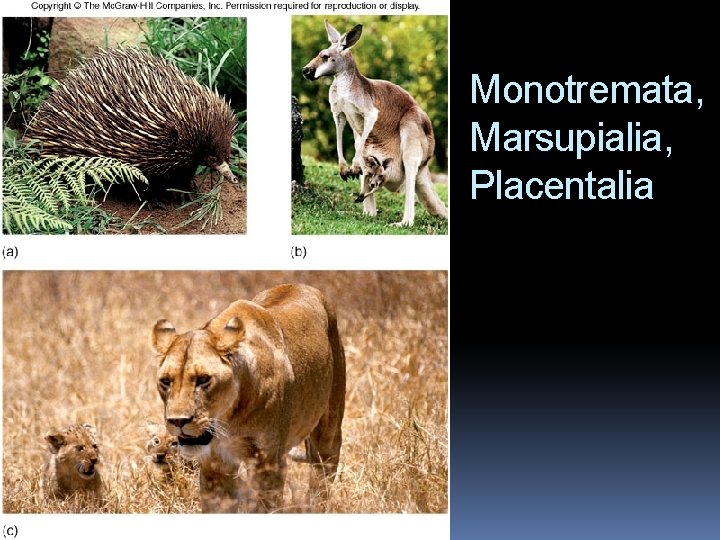 Monotremata, Marsupialia, Placentalia 
