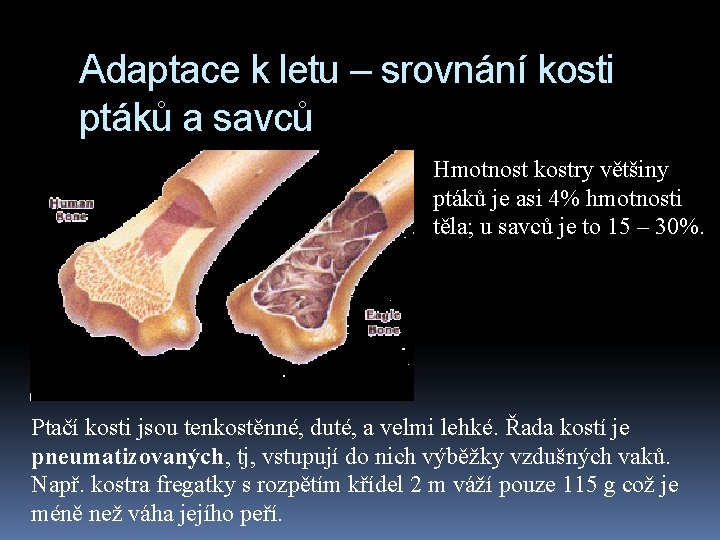 Adaptace k letu – srovnání kosti ptáků a savců Hmotnost kostry většiny ptáků je