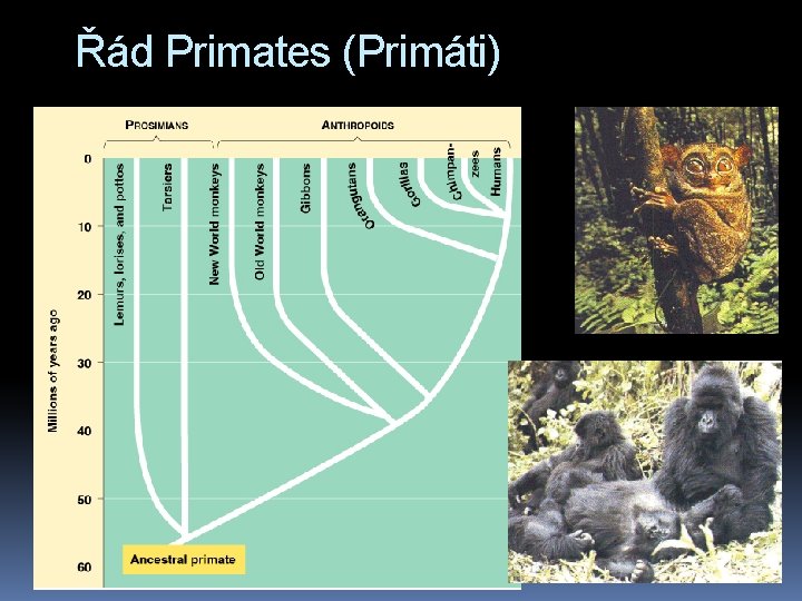 Řád Primates (Primáti) 