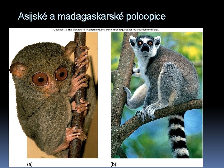 Asijské a madagaskarské poloopice 