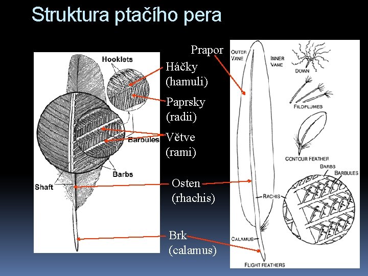 Struktura ptačího pera Prapor Háčky (hamuli) Paprsky (radii) Větve (rami) Osten (rhachis) Brk (calamus)