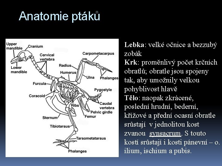 Anatomie ptáků Lebka: velké očnice a bezzubý zobák Krk: proměnlivý počet krčních obratlů; obratle