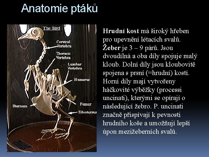 Anatomie ptáků Hrudní kost má široký hřeben pro upevnění létacích svalů. Žeber je 3