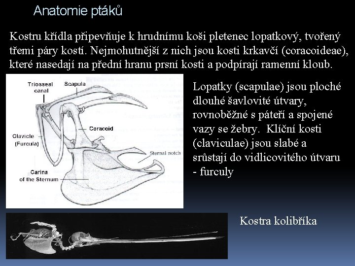 Anatomie ptáků Kostru křídla připevňuje k hrudnímu koši pletenec lopatkový, tvořený třemi páry kostí.