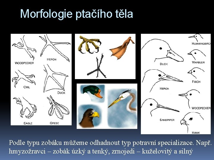 Morfologie ptačího těla Podle typu zobáku můžeme odhadnout typ potravní specializace. Např. hmyzožravci –