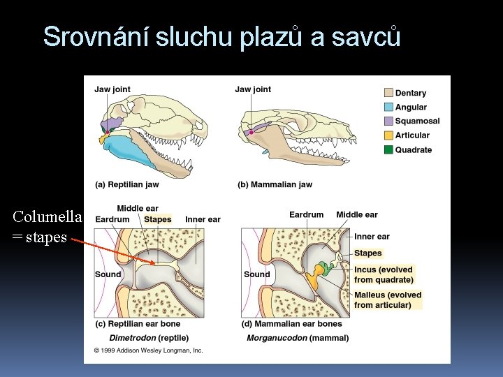 Srovnání sluchu plazů a savců Columella = stapes 