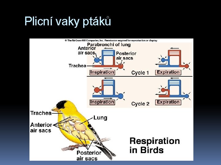 Plicní vaky ptáků 