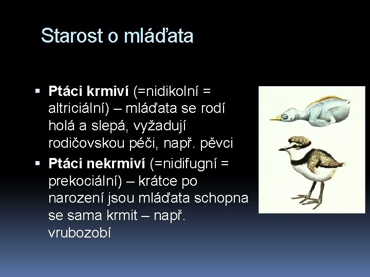 Starost o mláďata Ptáci krmiví (=nidikolní = altriciální) – mláďata se rodí holá a