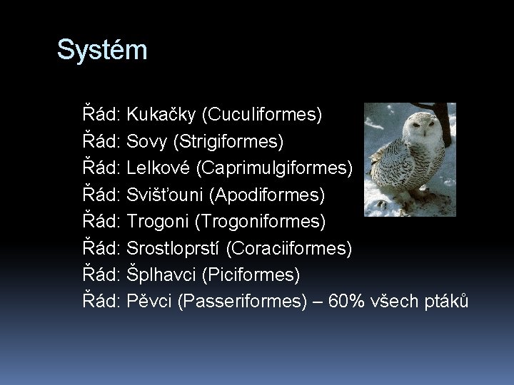 Systém Řád: Kukačky (Cuculiformes) Řád: Sovy (Strigiformes) Řád: Lelkové (Caprimulgiformes) Řád: Svišťouni (Apodiformes) Řád: