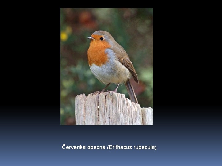 Červenka obecná (Erithacus rubecula) 