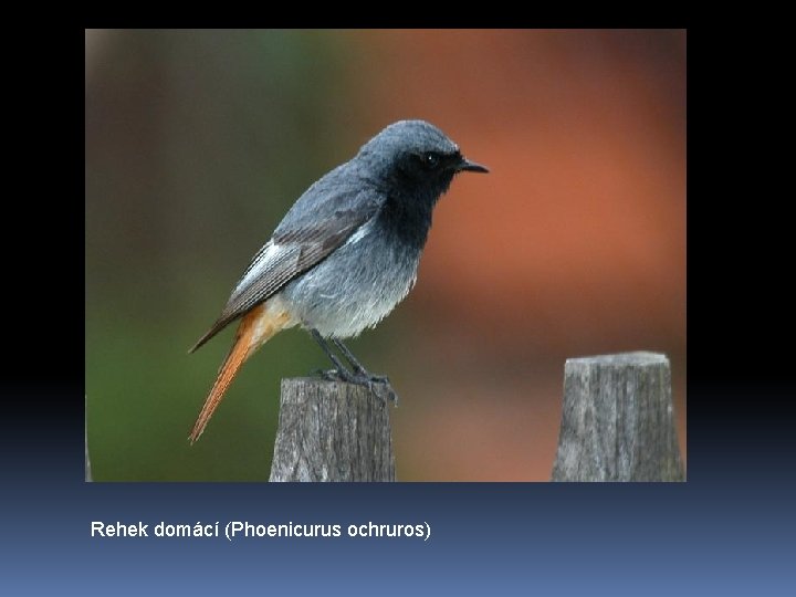 Rehek domácí (Phoenicurus ochruros) 