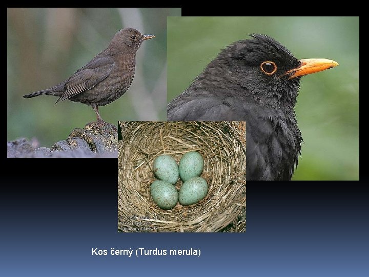 Kos černý (Turdus merula) 