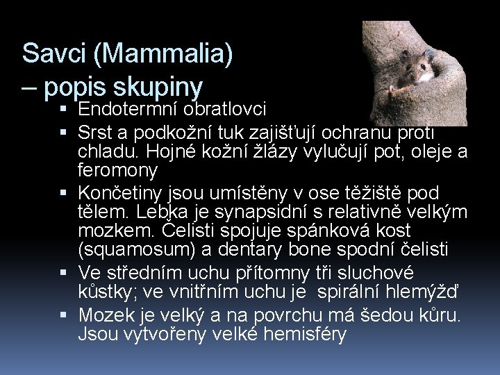 Savci (Mammalia) – popis skupiny Endotermní obratlovci Srst a podkožní tuk zajišťují ochranu proti