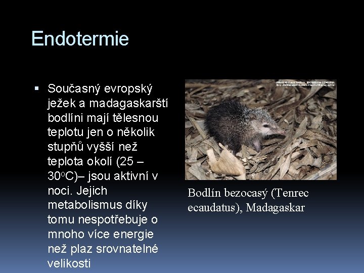 Endotermie Současný evropský ježek a madagaskarští bodlíni mají tělesnou teplotu jen o několik stupňů