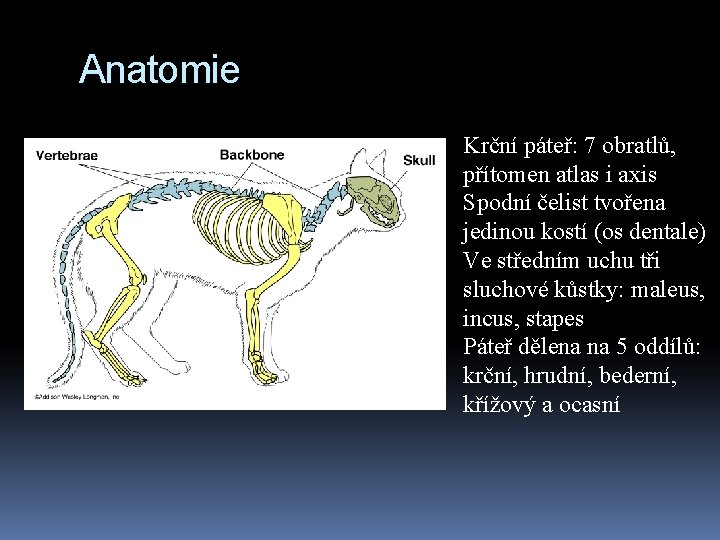Anatomie Krční páteř: 7 obratlů, přítomen atlas i axis Spodní čelist tvořena jedinou kostí