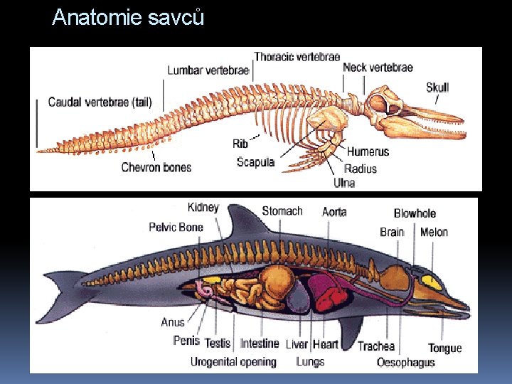 Anatomie savců 