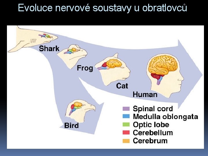 Evoluce nervové soustavy u obratlovců 