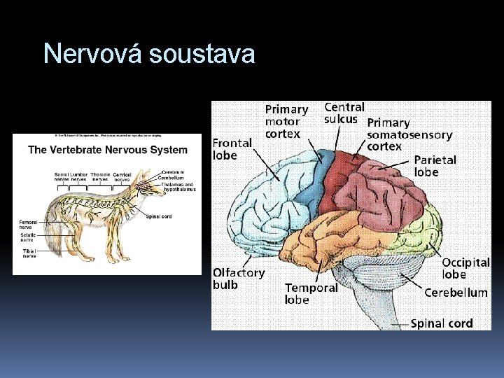 Nervová soustava 