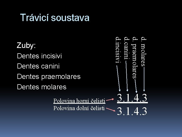 Trávicí soustava Dentes incisivi Dentes canini Dentes praemolares Dentes molares Polovina horní čelisti Polovina