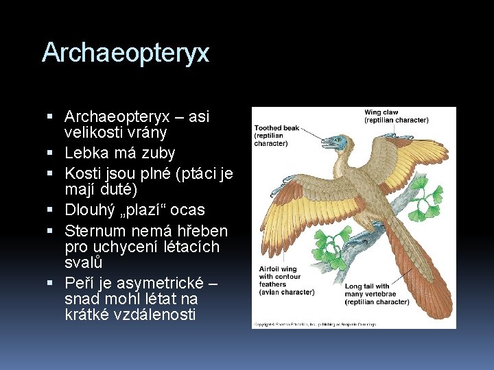 Archaeopteryx – asi velikosti vrány Lebka má zuby Kosti jsou plné (ptáci je mají