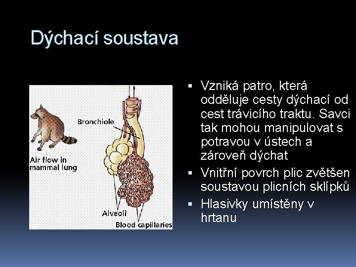 Dýchací soustava Vzniká patro, která odděluje cesty dýchací od cest trávicího traktu. Savci tak