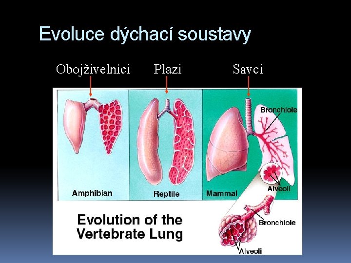 Evoluce dýchací soustavy Obojživelníci Plazi Savci 