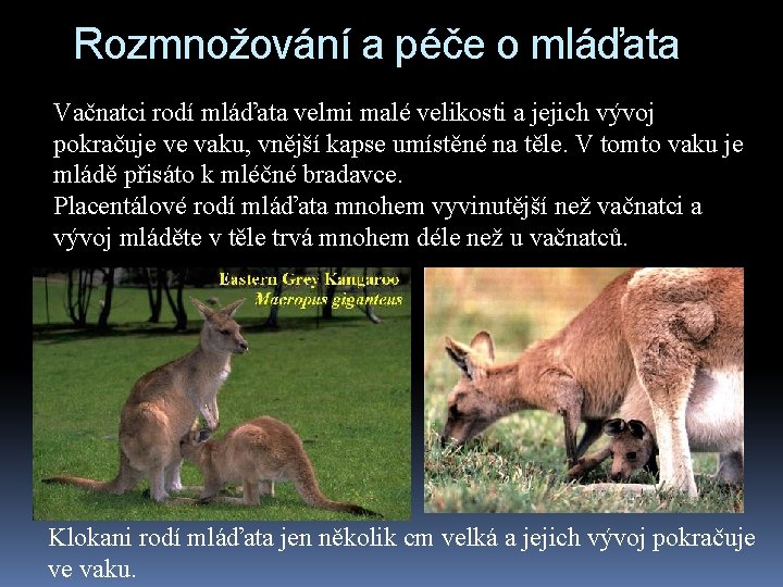 Rozmnožování a péče o mláďata Vačnatci rodí mláďata velmi malé velikosti a jejich vývoj