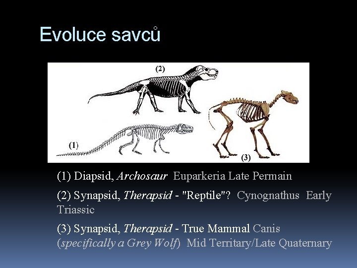 Evoluce savců (1) Diapsid, Archosaur Euparkeria Late Permain (2) Synapsid, Therapsid - "Reptile"? Cynognathus