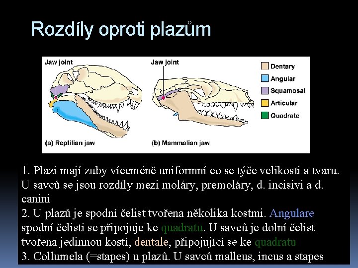 Rozdíly oproti plazům 1. Plazi mají zuby víceméně uniformní co se týče velikosti a