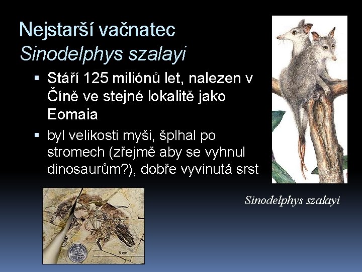 Nejstarší vačnatec Sinodelphys szalayi Stáří 125 miliónů let, nalezen v Číně ve stejné lokalitě