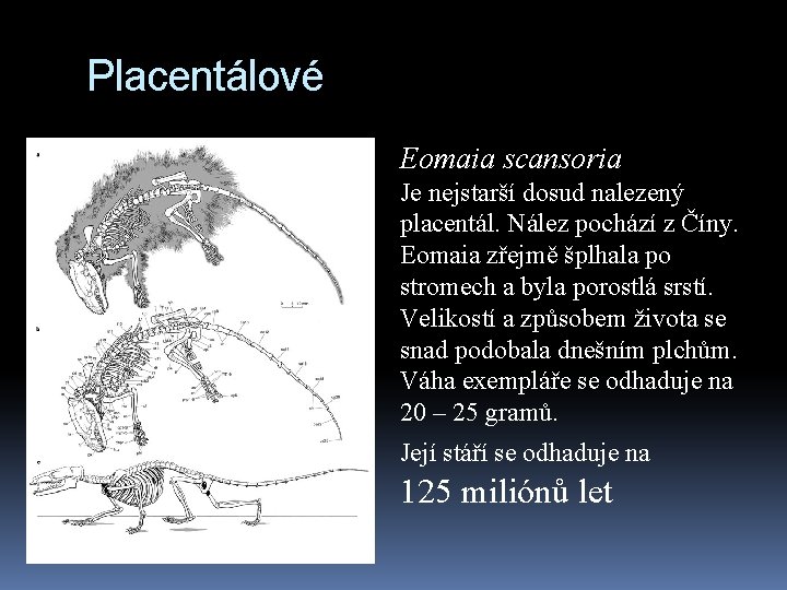 Placentálové Eomaia scansoria Je nejstarší dosud nalezený placentál. Nález pochází z Číny. Eomaia zřejmě