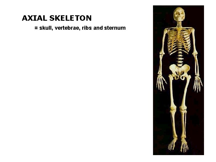 AXIAL SKELETON = skull, vertebrae, ribs and sternum 