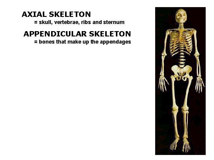 AXIAL SKELETON = skull, vertebrae, ribs and sternum APPENDICULAR SKELETON = bones that make