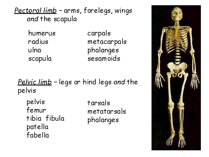 Pectoral limb – arms, forelegs, wings and the scapula humerus radius ulna scapula carpals