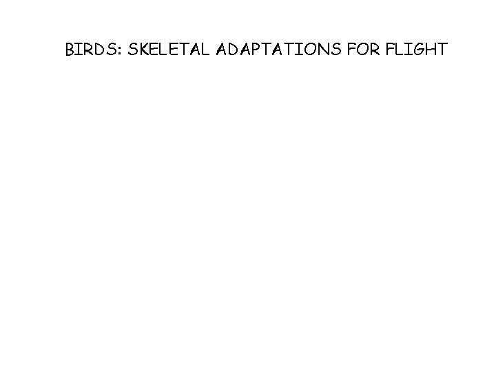 BIRDS: SKELETAL ADAPTATIONS FOR FLIGHT 