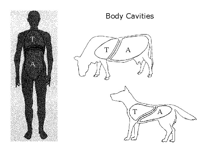 Body Cavities T T A A T A 