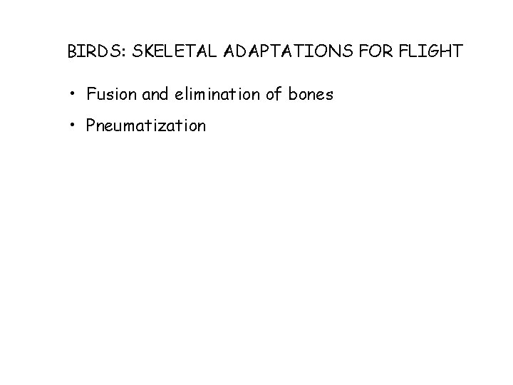 BIRDS: SKELETAL ADAPTATIONS FOR FLIGHT • Fusion and elimination of bones • Pneumatization 