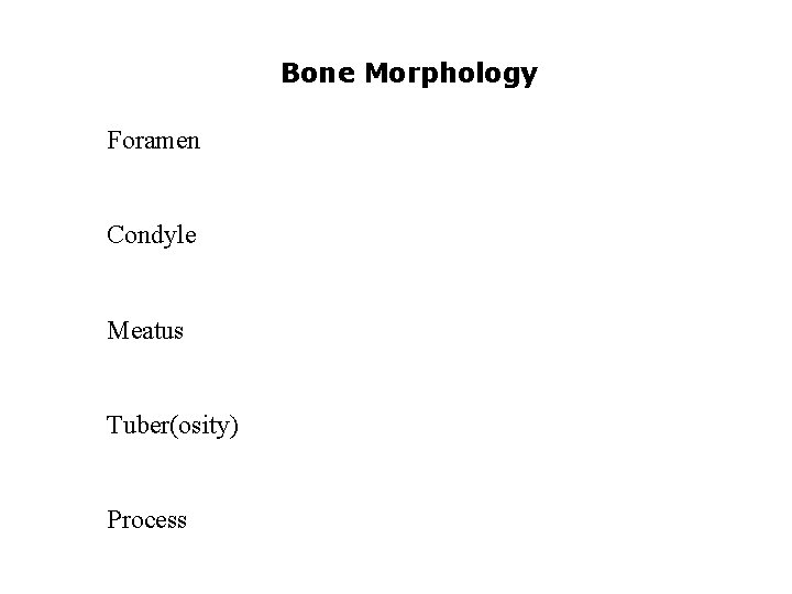 Bone Morphology Foramen Condyle Meatus Tuber(osity) Process 