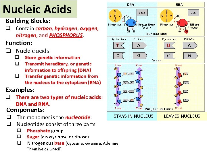 Nucleic Acids Building Blocks: q Contain carbon, hydrogen, oxygen, nitrogen, and PHOSPHORUS. Function: q