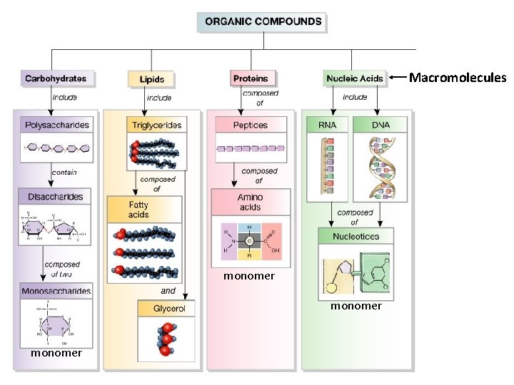 Macromolecules monomer 