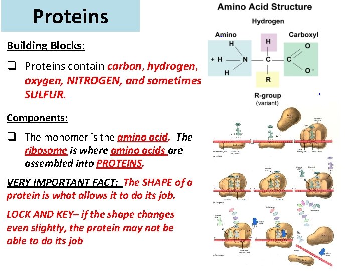 Proteins Building Blocks: q Proteins contain carbon, hydrogen, oxygen, NITROGEN, and sometimes SULFUR. Components: