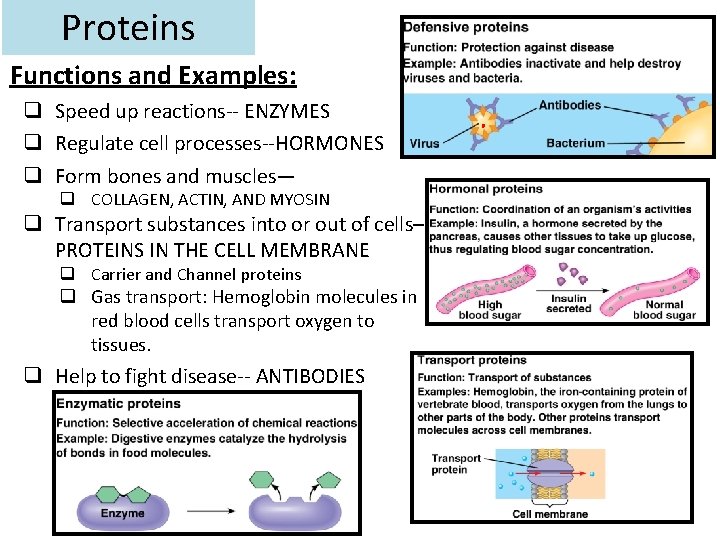 Proteins Functions and Examples: q Speed up reactions-- ENZYMES q Regulate cell processes--HORMONES q