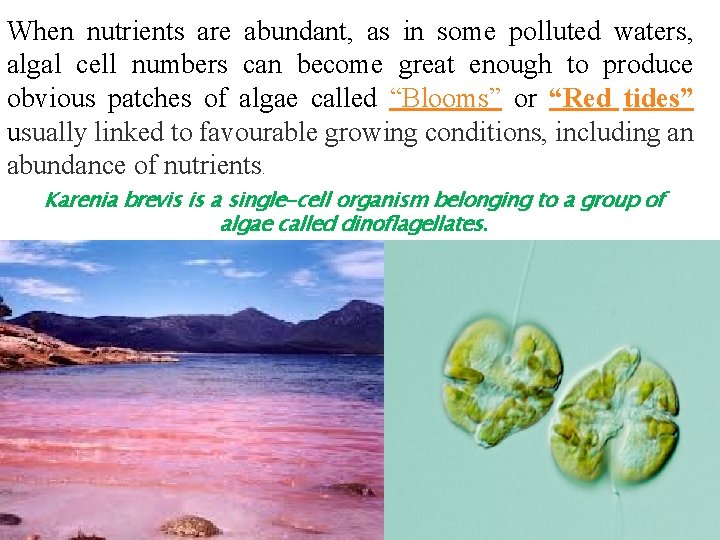 When nutrients are abundant, as in some polluted waters, algal cell numbers can become