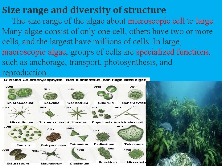Size range and diversity of structure The size range of the algae about microscopic Size range and diversity of structure The size range of the algae about microscopic