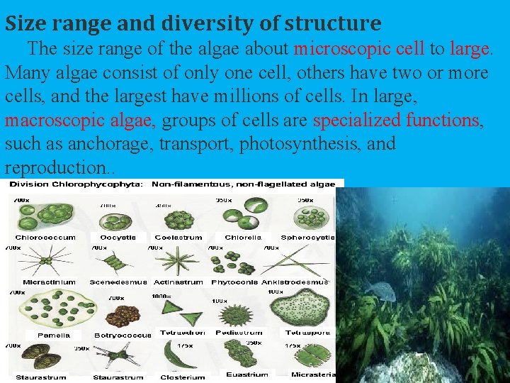 Size range and diversity of structure The size range of the algae about microscopic