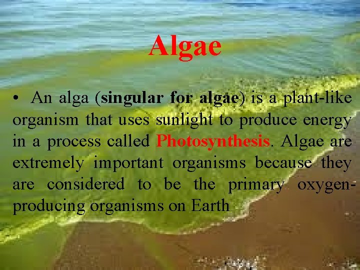 Algae • An alga (singular for algae) is a plant-like organism that uses sunlight