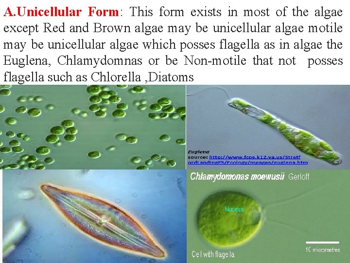 A. Unicellular Form: This form exists in most of the algae except Red and